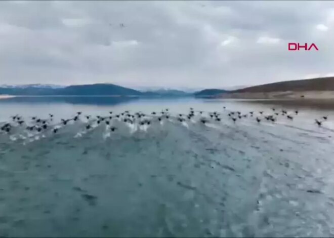 Tunceli’de Kaçak Sakarmeke Avcıları Dronla Yakalandı